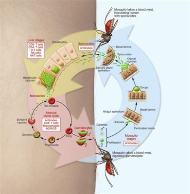  Falciparum! A Tiny Parasite Capable of Leaving a Big Impact on Human Health