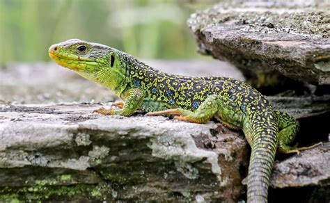  Ocellated Lizard: Discover its Exquisite Camouflage and Fascinating Foraging Habits!