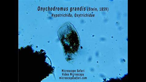  Onychodromus! Żywy Ślizgacz Z Włóknistymi Cząstkami Podwodnej Ziemi