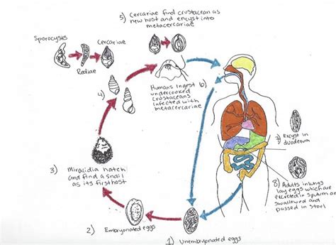  Paragonimus! Parasitic Fluke Causing Pulmonary Problems in Humans, But Fascinating Nonetheless