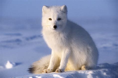 Show Me a Picture of an Arctic Fox: A Journey Through the Frosty Wilderness and Beyond