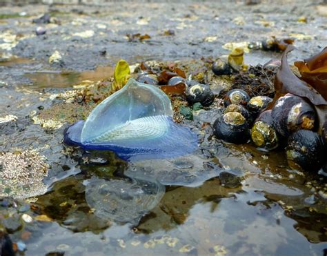  Velella velella - Zwierzę przypominające kapelusz żeglarza!