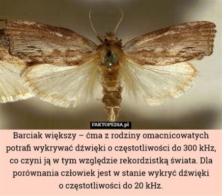  Węgórka! Zwierzę z rodziny kolczanek, które potrafi tworzyć spektakularne podwodne miasta.