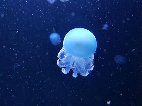  Yellow-Tinged Jellyfish! A Tiny Creature That Makes Giant Strides in Marine Ecology