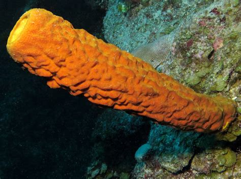 Yellow Tube Sponge!  A Deep-Sea Dweller with Porous Prowess and Remarkable Regenerative Abilities!