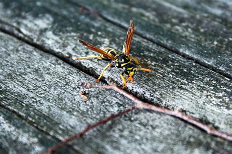  Yellowjacket!  The Unassuming Buzzing Wonder That Packs a Sting