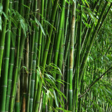Forêt de bambou au Vietnam